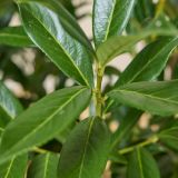 Kirschlorbeer-'Caucasica'-Hecke