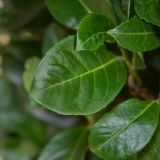 Kirschlorbeer-'Etna'-Hecke