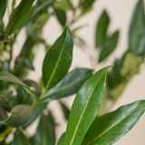 Kirschlorbeer-'Herbergii'-Hecke