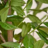 Kirschlorbeer-'Novita'-Hecke