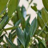 Kirschlorbeer-'Otto Luyken'-Hecke