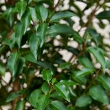 Portugiesische Kirschlorbeerhecke