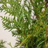 Lebensbaum-'Brabant'-Hecke