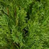 Lebensbaum-'Smaragd'-Hecke