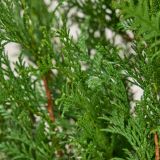 Riesenlebensbaum-'Atrovirens'-Hecke