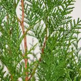 Lebensbaum-'Martin'-Hecke