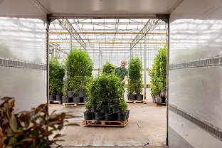 Pflanzen werden auf einen LKW geladen