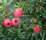 Becher-Eibe-'Hicksii'-Hecke